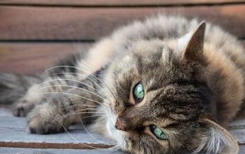 Senior Cat Care Tips: The Basics