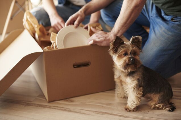 senior dog goes viral for ensuring family doesn t move without her, Photo credit gpointstudio Shutterstock com