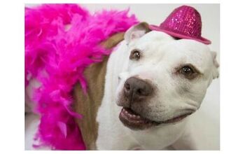 Senior Dog Prom Proves Elderly Dogs Still Have The Right Ruff!