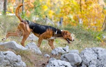 Serbian Tricolour Hound