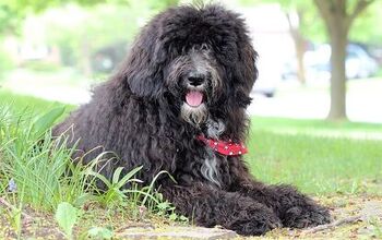 Sheepadoodle