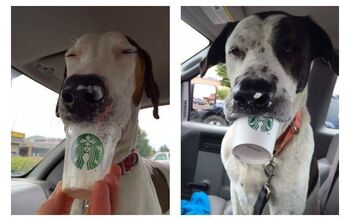 Shelter Dogs Enjoy a “Puppa Joe” at Starbucks