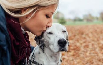 Shelters Will Use Facial Recognition Technology to Reunite Owners With