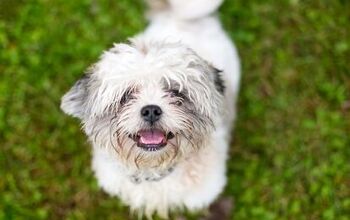 Sheltie Tzu