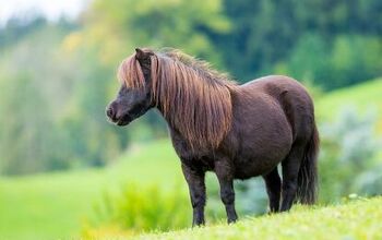 Shetland Pony