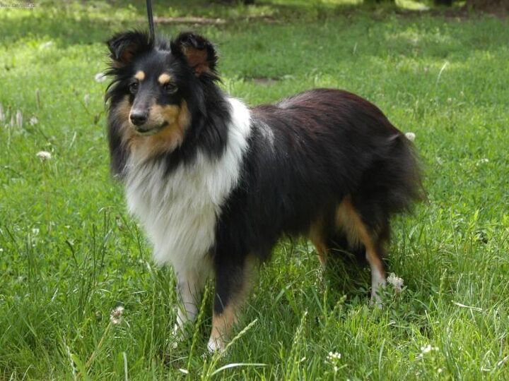 shetland sheepdog