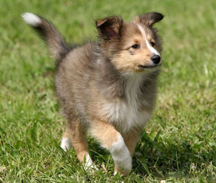 shetland sheepdog