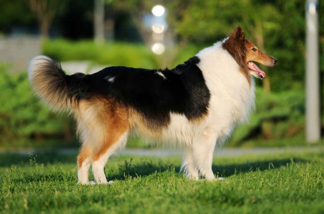 shetland sheepdog