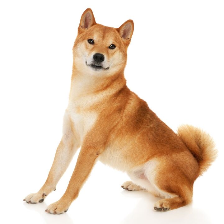 shiba inu