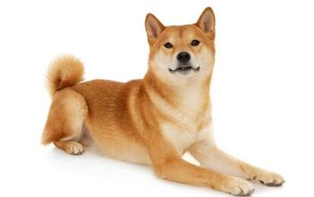 Shiba Inu