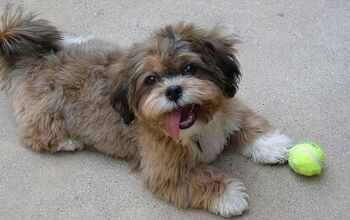 Shih-Poo