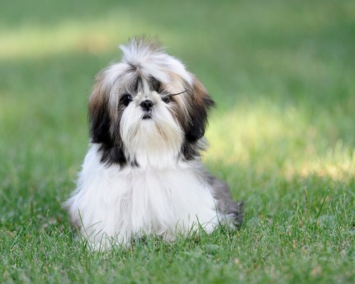 shih tzu