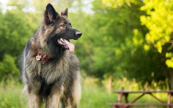 Shiloh Shepherd