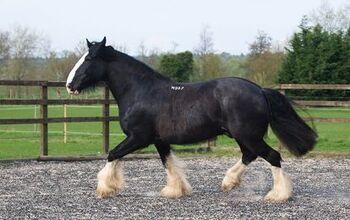 Shire Horse