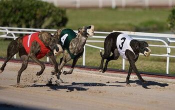 Shocking Stats Reveal The True Cost Of Greyhound Racing