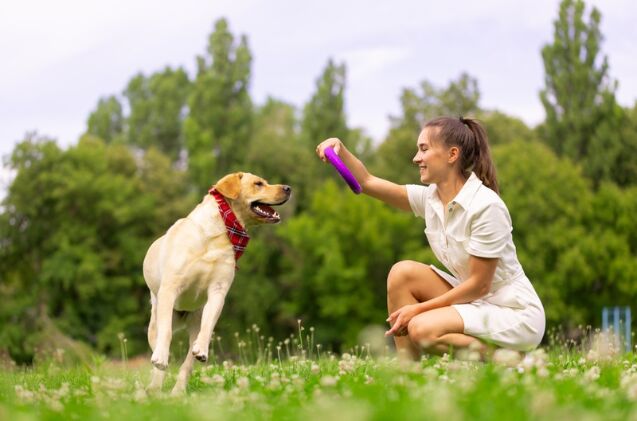 should my dog warm up before playtime, Photo credit sergey kolesnikov Shutterstock com