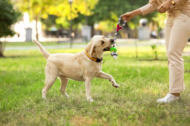 should my dog warm up before playtime, Photo credit Pixel Shot Shutterstock com