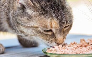 Should You Change Your Cat’s Food?