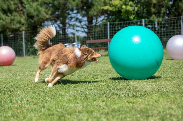 should your active dog use a herding ball, Photo credit Karl Steiner Shutterstock com