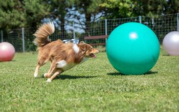 Should Your Active Dog Use a Herding Ball?