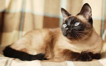 Siamese