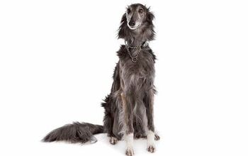 Silken Windhound