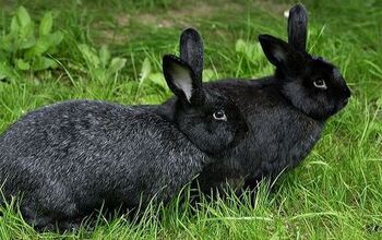 Silver Fox Rabbit