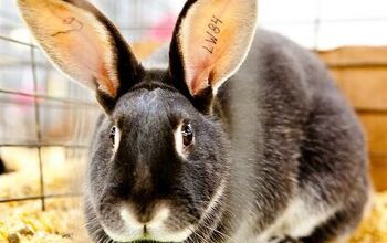 Silver Marten Rabbit