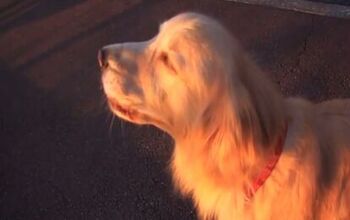 Siren Dog Howls Along With Emergency Vehicles [Video]