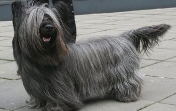 Skye Terrier