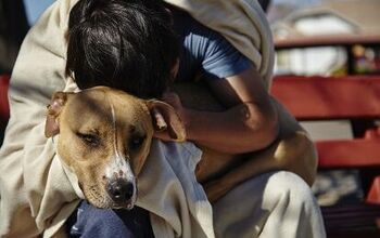 “Sleepbus” Gives Homeless Humans And Pets a Place To Sleep