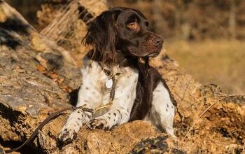 Small Münsterländer