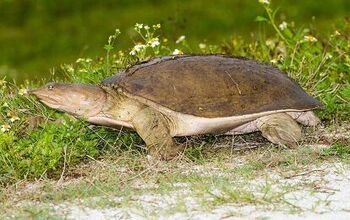 Smooth Softshell Turtle