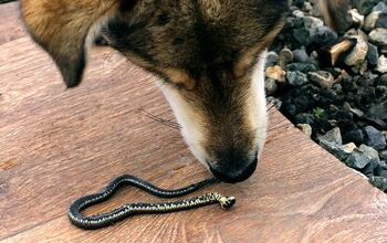 Snake Bites in Dogs: What Every Dog Owner Should Know