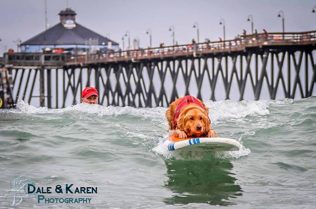 snoot to snoot q a with surf dog turbo