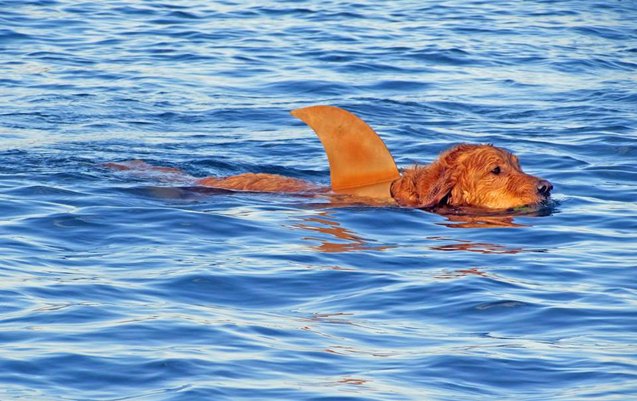 snoot to snoot q a with surf dog turbo