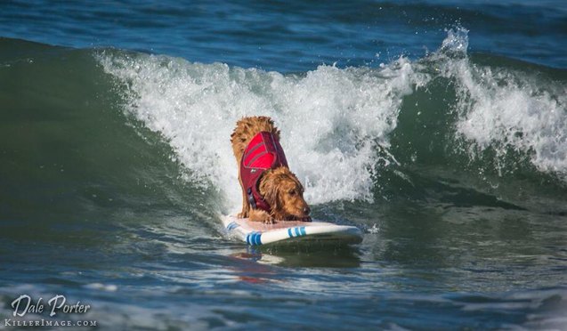 snoot to snoot q a with surf dog turbo