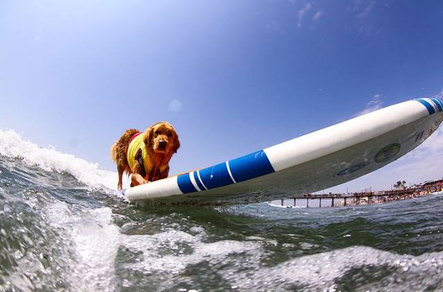 snoot to snoot q a with surf dog turbo