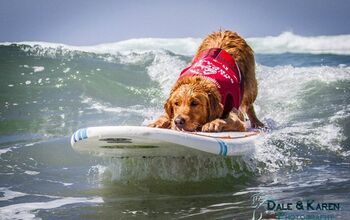 Snoot to Snoot: Q&#038;A With Surf Dog Turbo