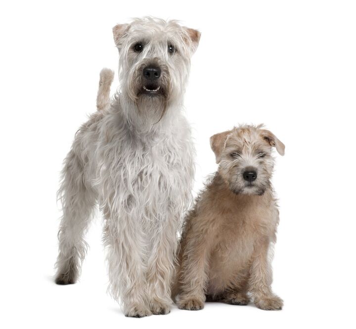 soft coated wheaten terrier