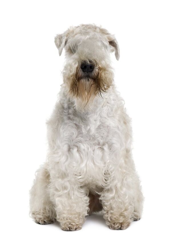 soft coated wheaten terrier