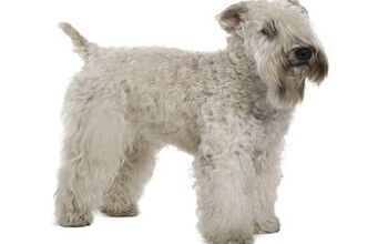 Soft Coated Wheaten Terrier