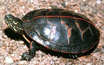 Southern Painted Turtle