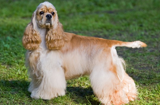 spaniel breeds, Sergey Lavrentev Shutterstock