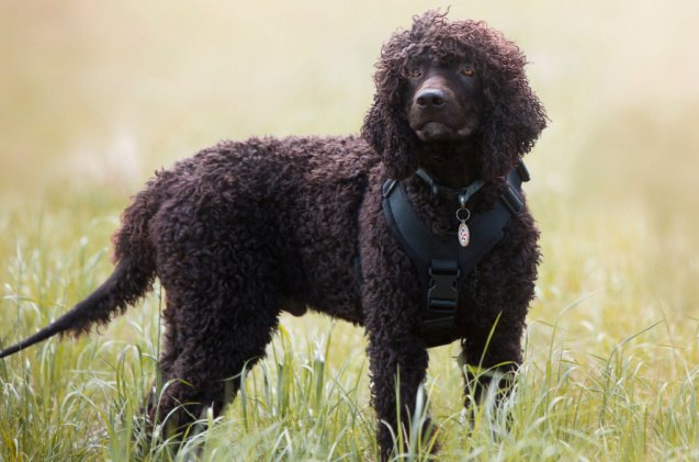 spaniel breeds, Julie Morrish Shutterstock