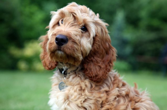 spaniel breeds, Lee Ph Shutterstock