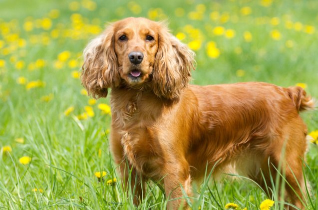 spaniel breeds, Labrador Photo Video Shutterstock