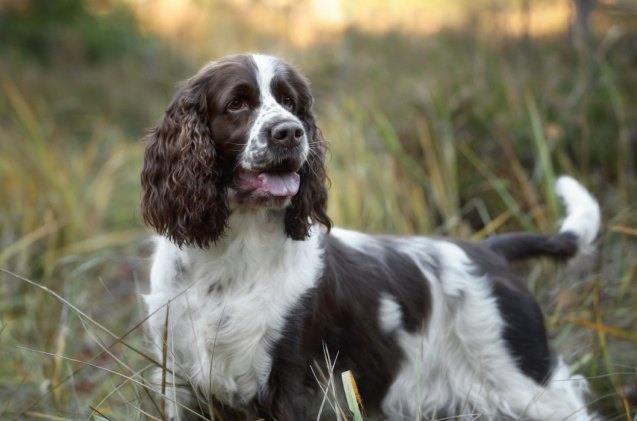 spaniel breeds, Ivanova N Shutterstock