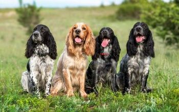 Spaniel Breeds