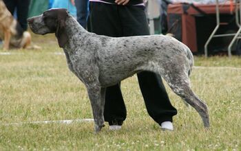 Spanish Pointer